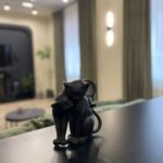 Почему в новом доме нет уюта